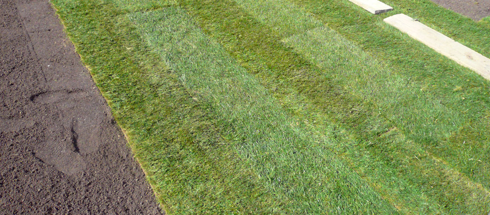 Laying-the-turf