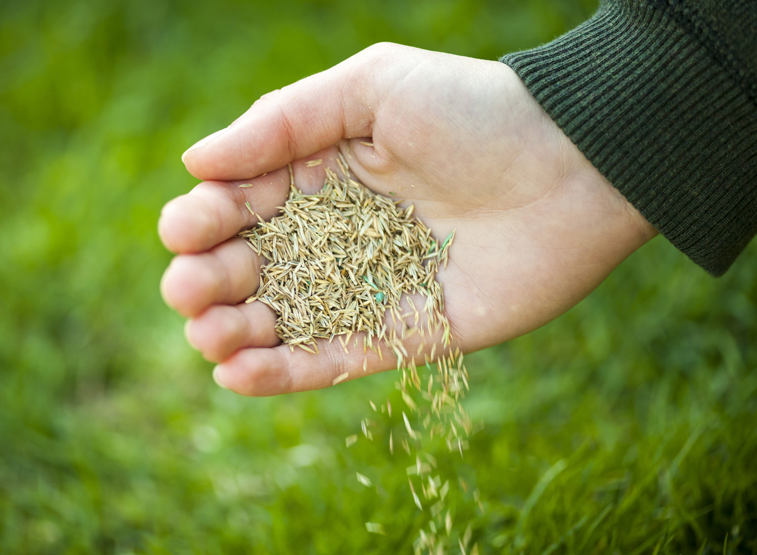 grass seed
